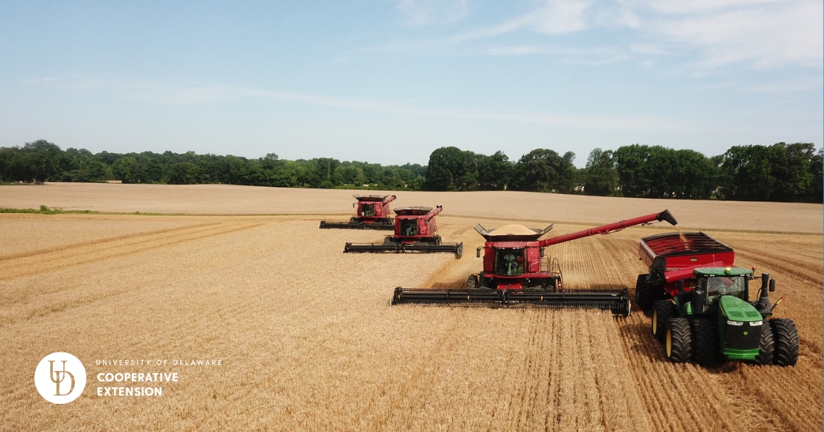 crops11 - 1 Three combines harvesting wheat