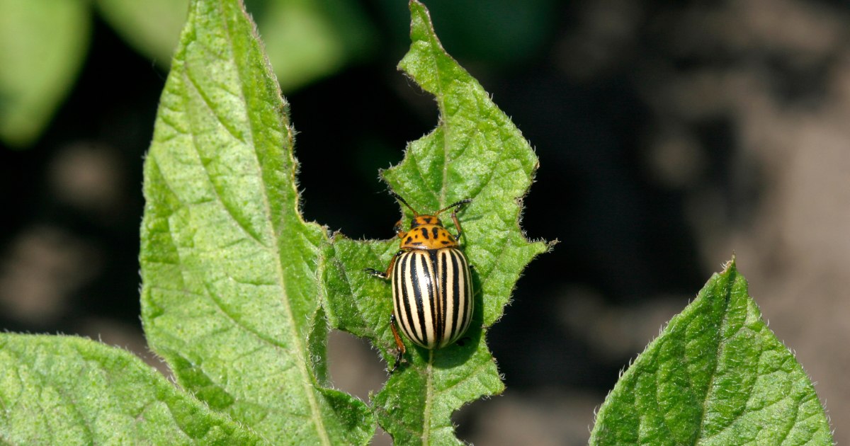 Beetle pest vegetable crop