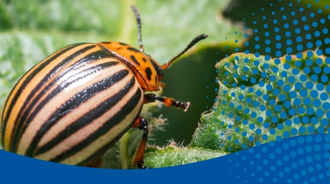 Beetle pest vegetable crop
