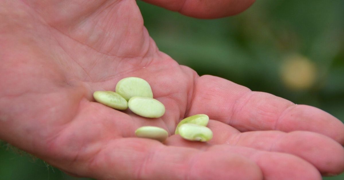 Lima beans in hand