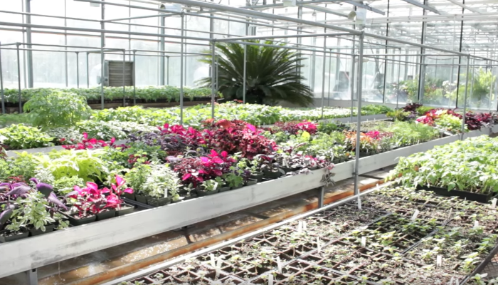 Plants growing in Fischer Greenhouse