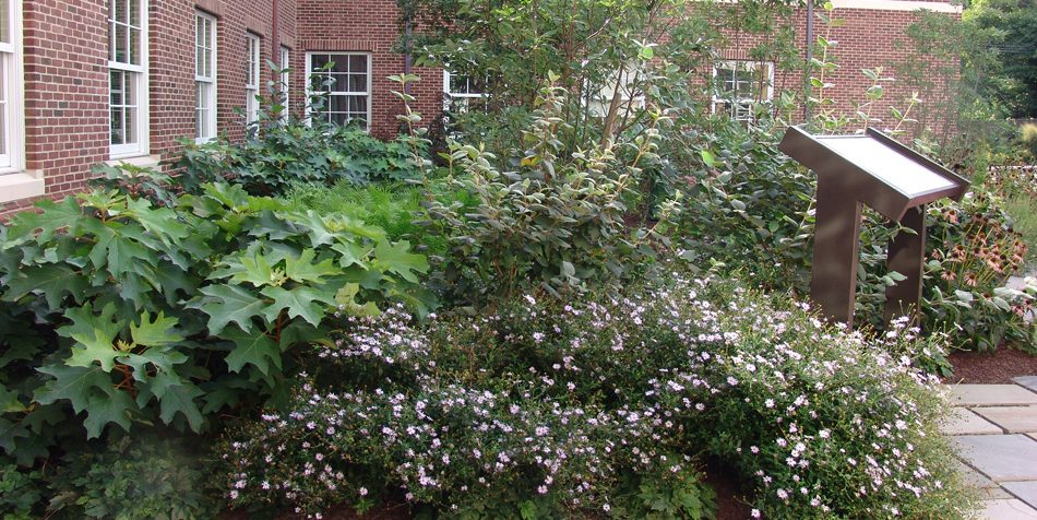 Plants growing in Fischer Greenhouse