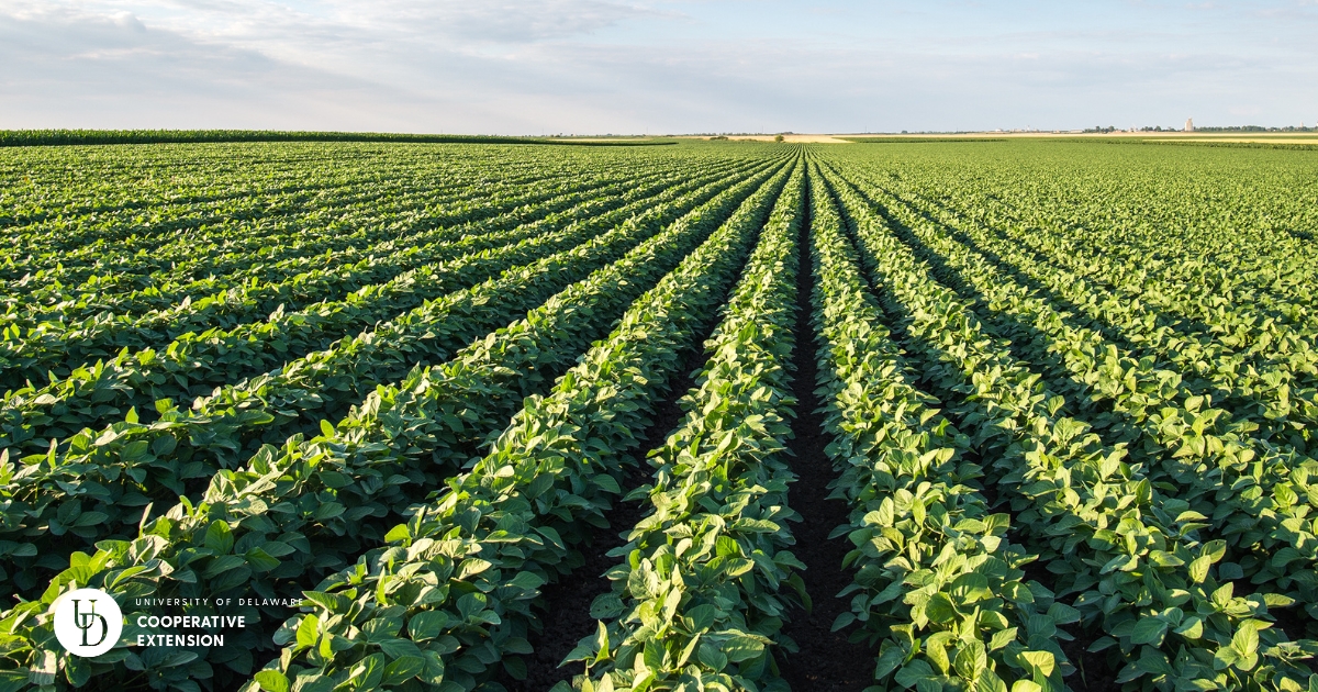soybeans