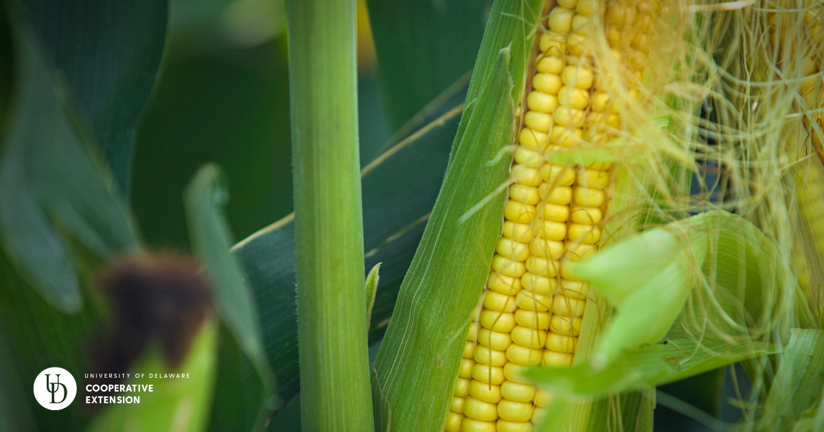 Corn