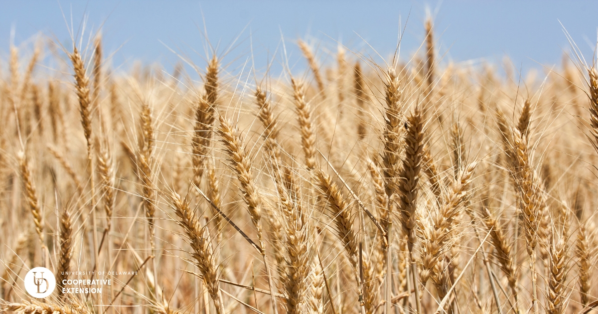 Wheat field