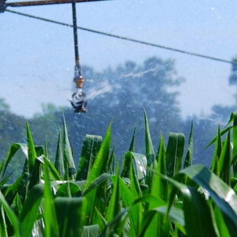 An irrigation system in a green corn field