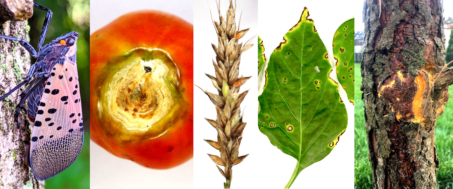A collage of various plants both with and without disease.