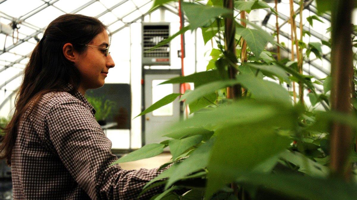 Emmalea Ernest working in the green house with lima beans Photo from the 2012 Pest Walk with Brian Kunkel and Nancy Gregory