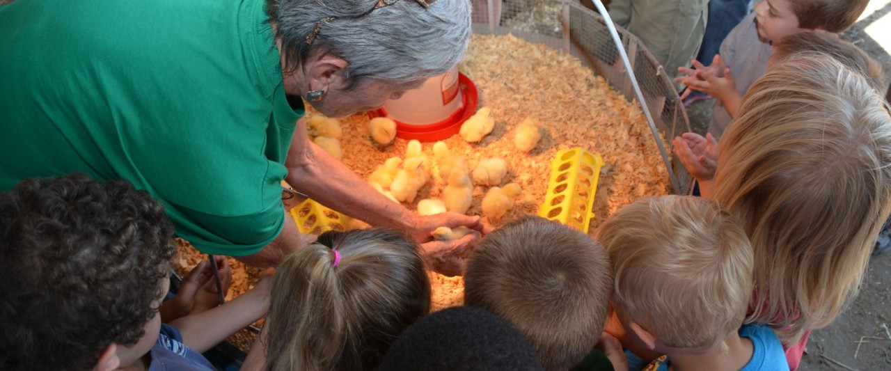A volunteer holds a chick to show small 4-H members at the Delaware 4-H Hopkins Farm Tour in 2017.
