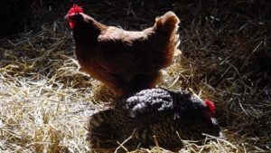 Chickens lay on a bed of straw.
