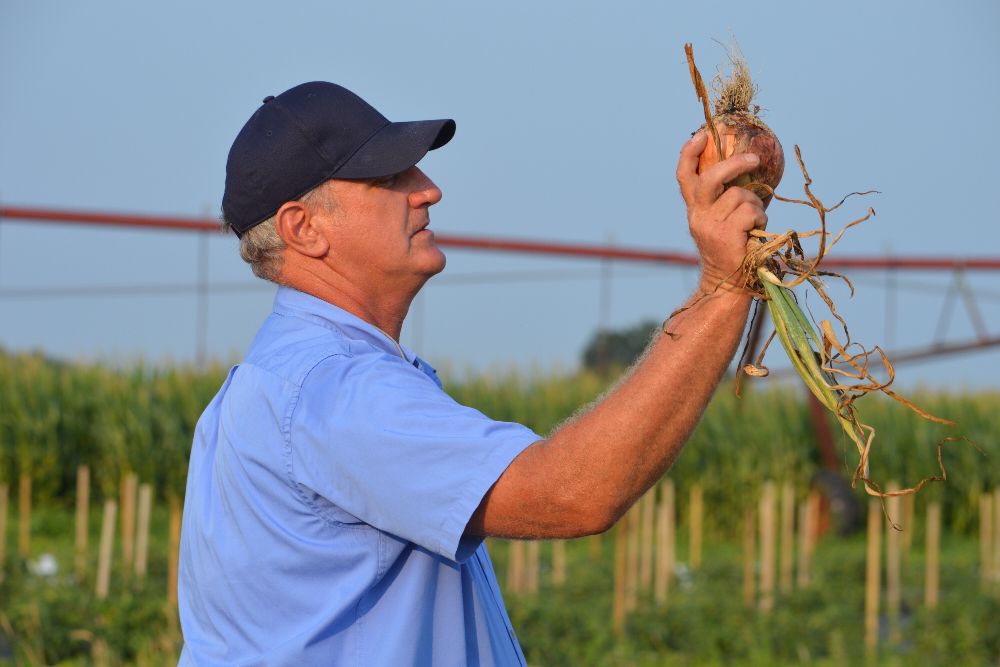 Gordon Johnson sizes up an onion.