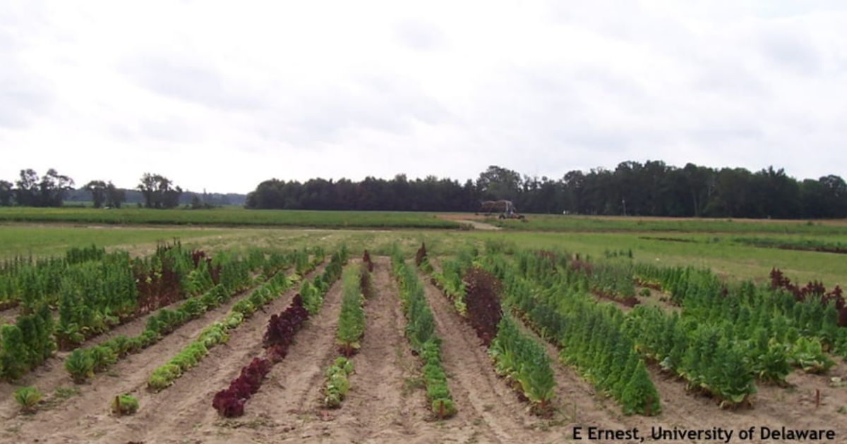 A lettuce variety trial in a field