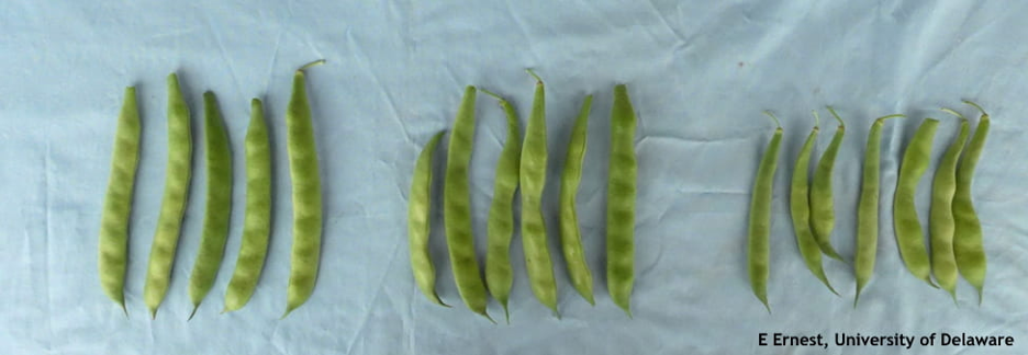 Three sets of beans laid out to observe heat effect.