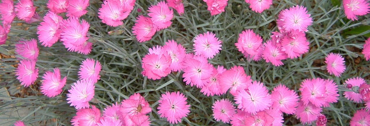 Many small pink flowers sit against leaves or greyish blue.