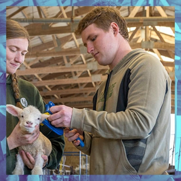 OJ Morris with a lamb.