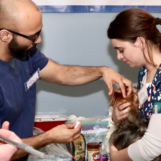 Our pre-vet students were part of a pet clinic as part of a One Health program. Photography by Lauren Bradford