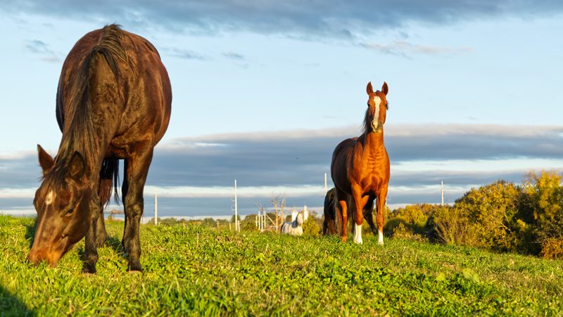 Two brown hourses in a green field with a blue sky 