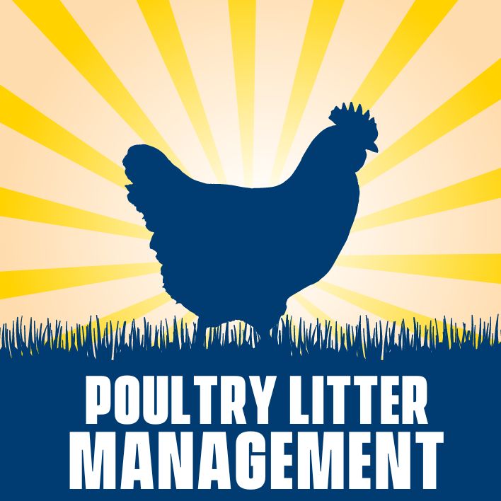 This is an image of a chicken with text that reads Poultry Litter Management.