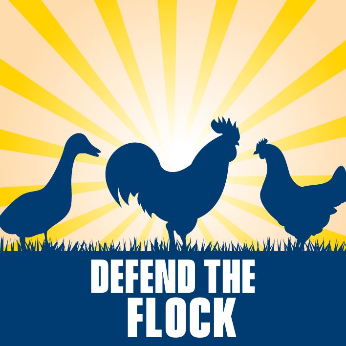 This is an image of poultry with text that reads Poultry Litter Management.