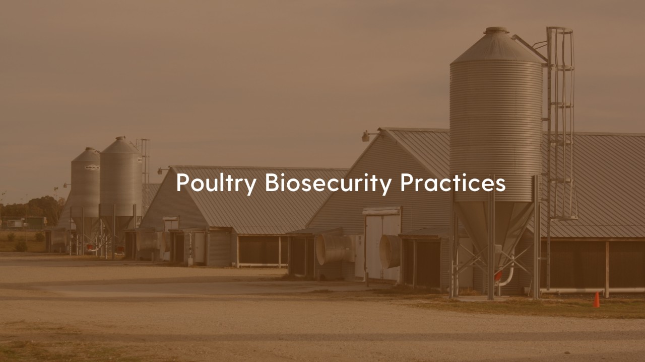 Poultry Biosecurity Practices