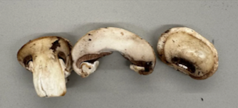 Mushrooms