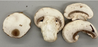 Mushrooms