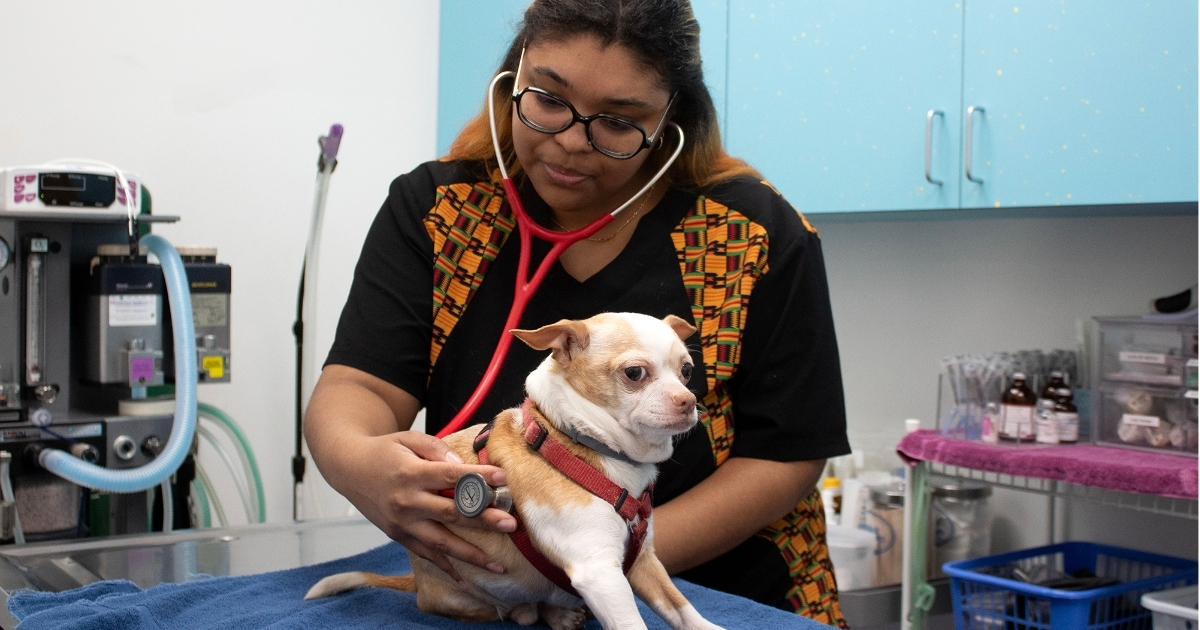 ANFS student Alena Brown gets hands-on experience, checking vitals of a dog.