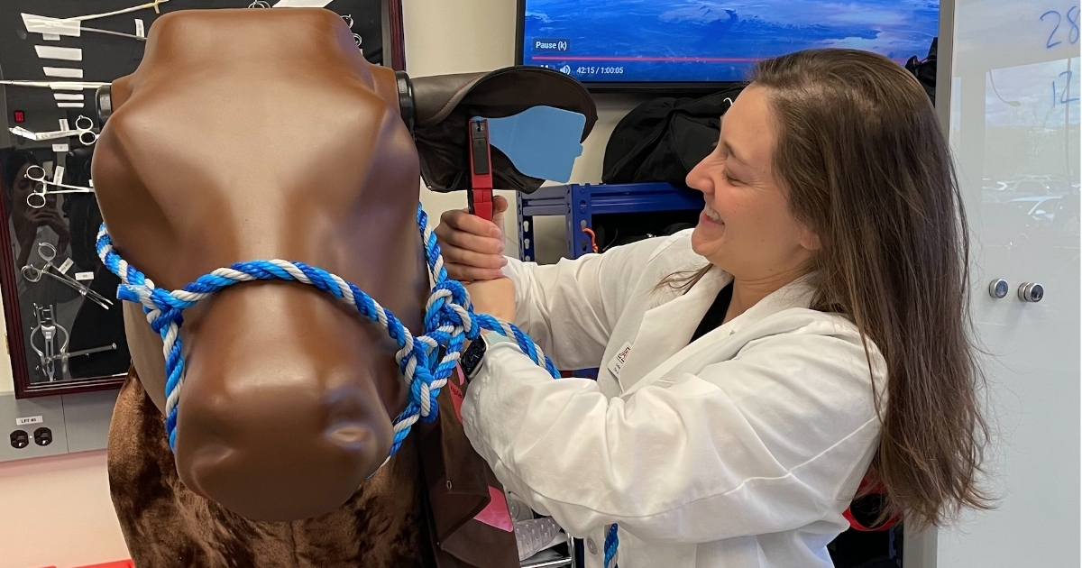 Andrade-Feraud practices ear tagging on a model cow in the Doctor of Veterinary Medicine program at the University of Arizona..