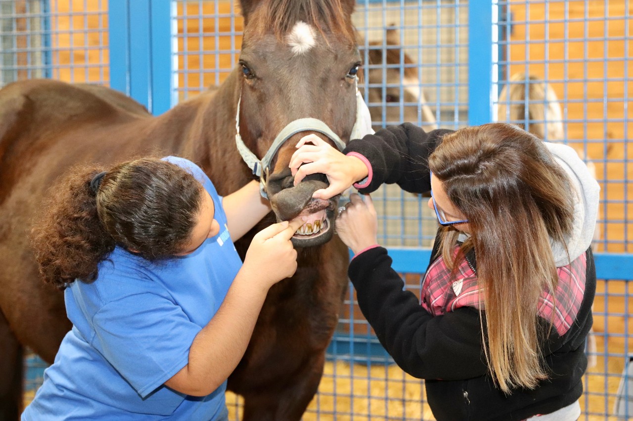 Student in blue shirt and professor in black jacket inspect horse's gum line. 