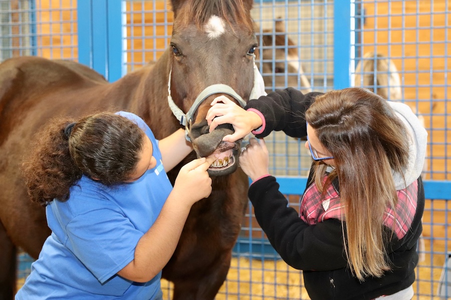 Student in blue shirt and professor in black jacket inspect horse's gum line. 