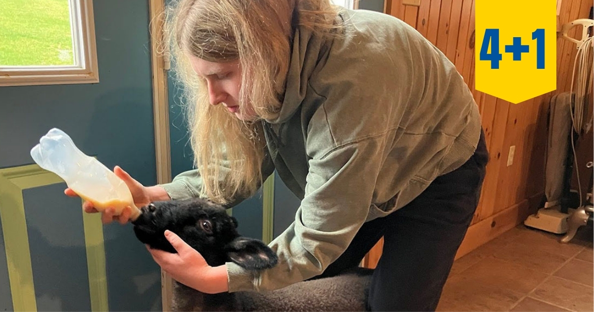animal-health-4-plus-1-aem-properties-metadata-canr-1200x630px - 3 A UD student feeding a lamb.