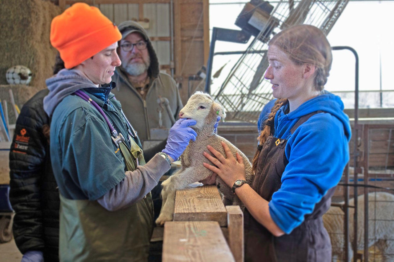 Several students working with a lamb in a hands-on farm experience.
