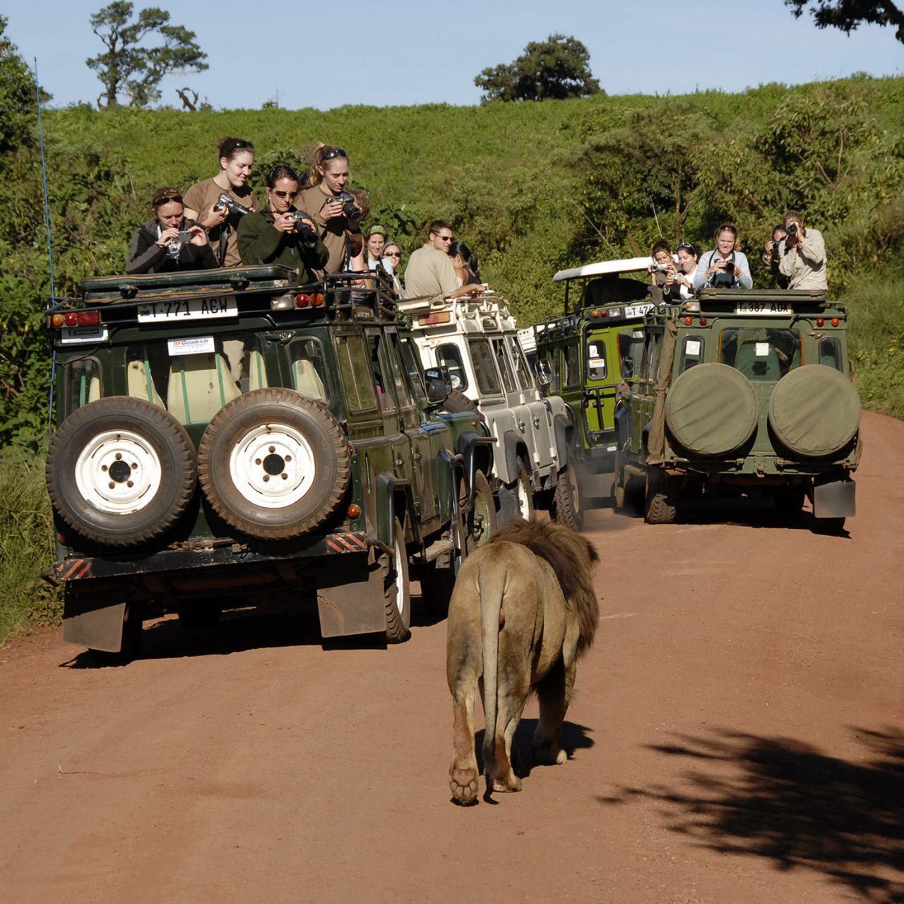 wildlife-ecology-conservation-lion-and-jeeps