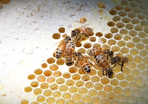 Photo of bees and their honeycomb
