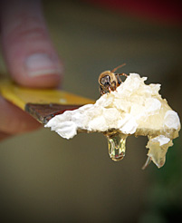 Photo of a bee sitting on a bit of raw honey