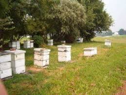 Bee hives on camps.