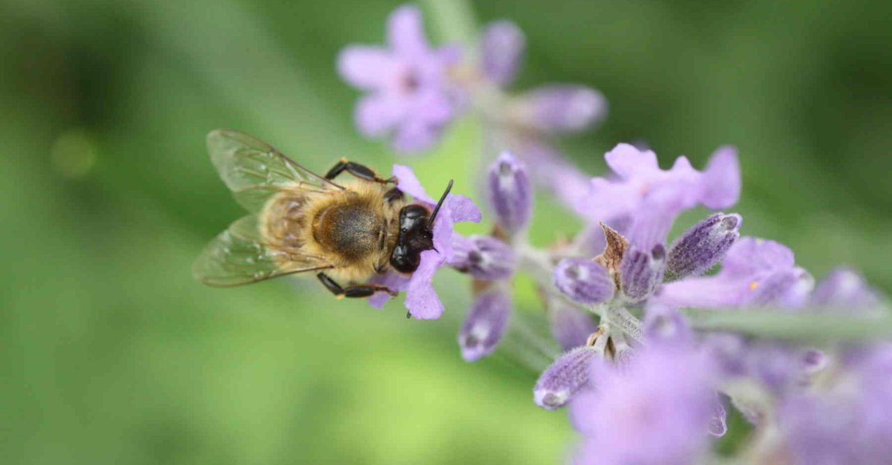 Honey bee on a purple flower