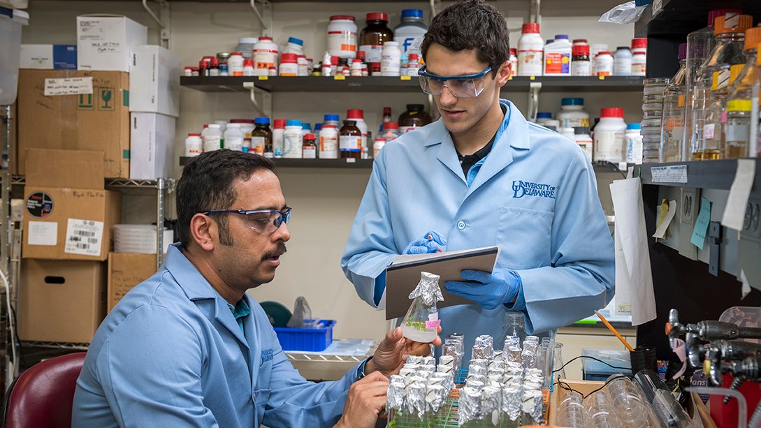 Dr. Harsh Bais and Charter School of Wilmington Connor Sweeney work together in the plant growth chamber in DBI.  High School student Sweeney will be going to MIT with a double major in the Fall. 