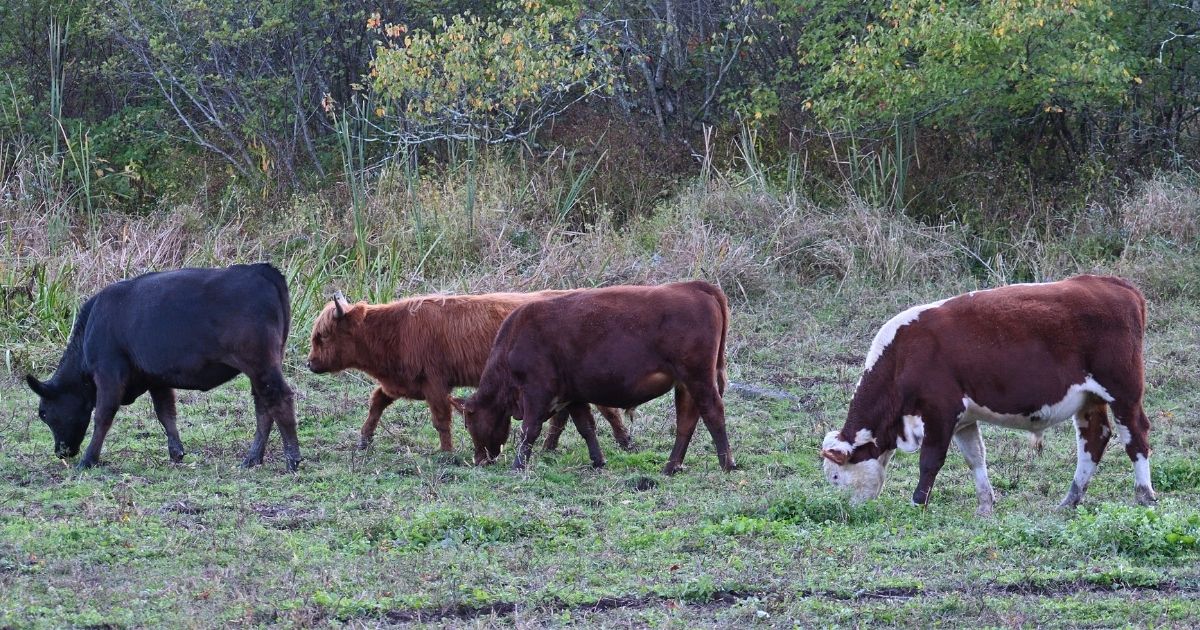 Cows in pasture