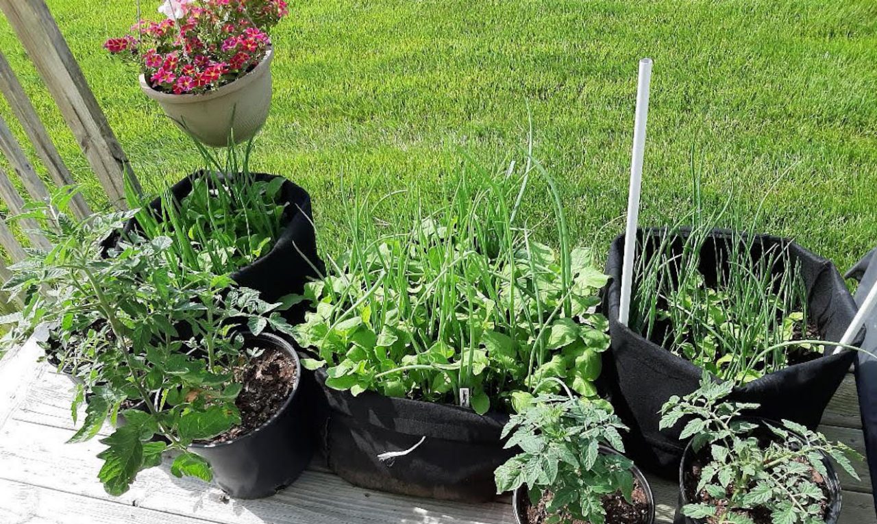 Plants in pots as part of the foster garden.