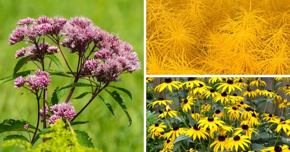 A compilation image of Joe-Pye weed (left), Amsonia (top right) and Black-eyed Susans (bottom right).