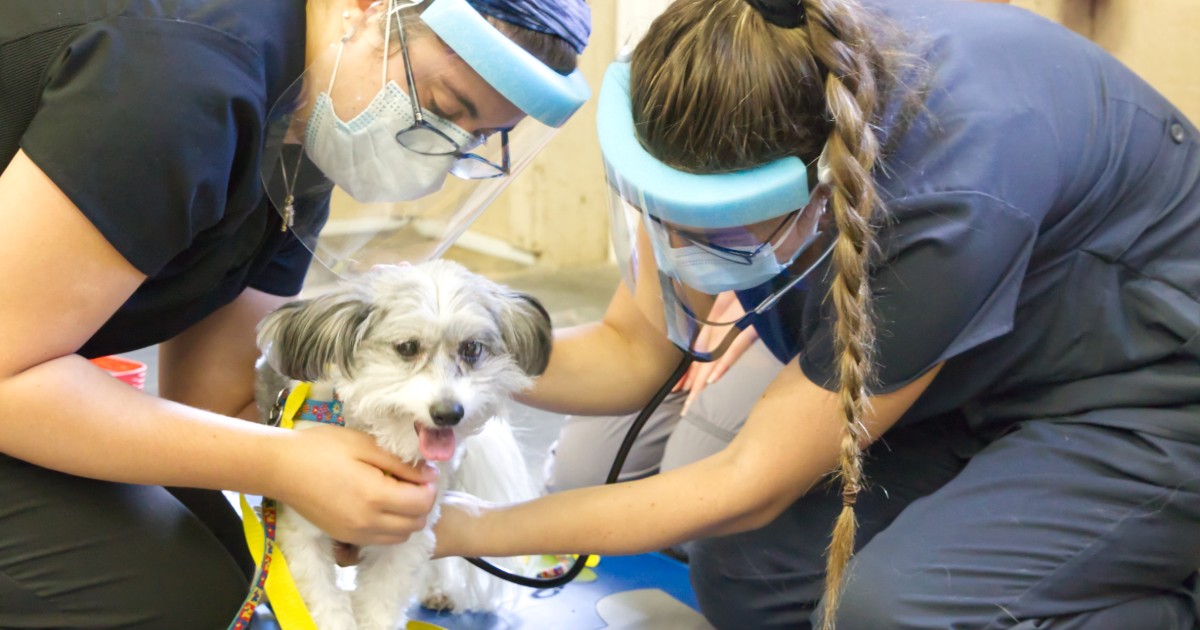 Sophomore Brooke Benigno (left) holds onto Penelope while sophomore Elizabeth Pohle uses a stethoscope to listen to her heart.