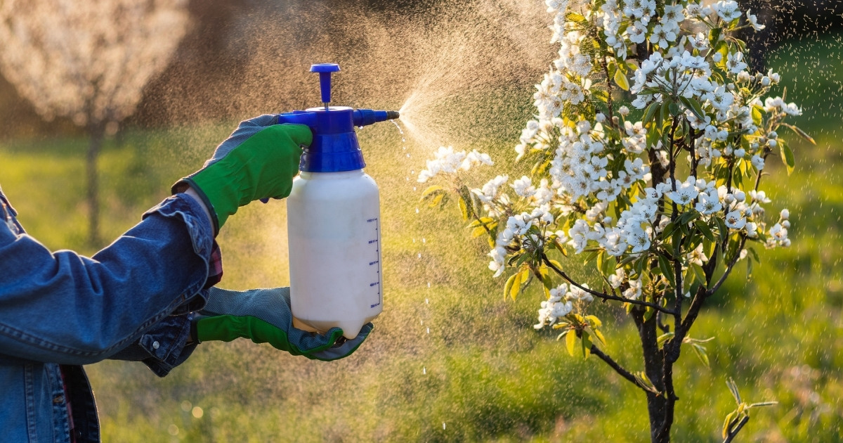 Woman applying pesticides to her fruit tree while following safety guidelines with gloves and a long sleeved shirt.