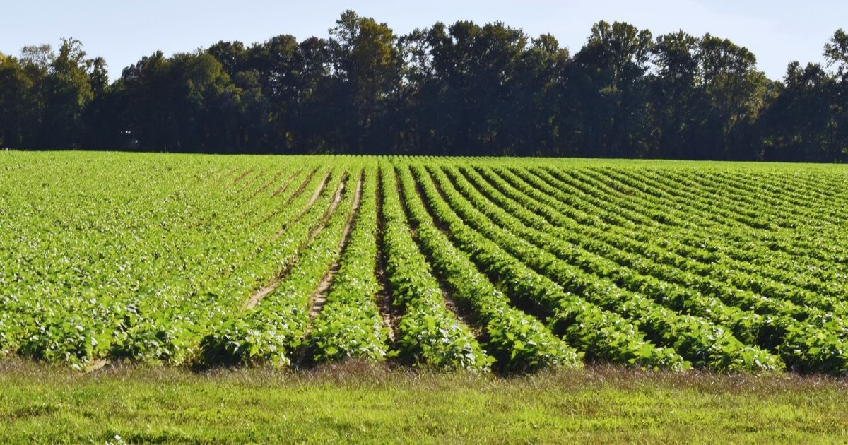 string_beans_website_properties_img_extension_1200x630 string_beans_website_properties_img_extension_1200x630