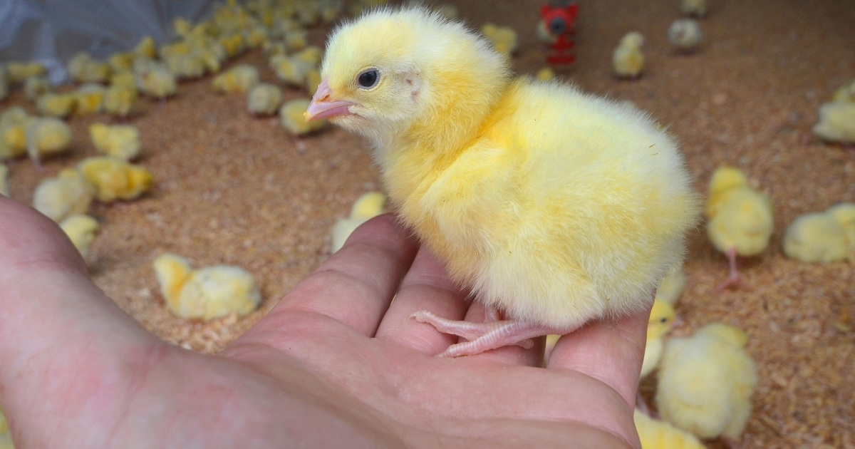 chick_broiler_website_properties_img_extension_1200x630 Hand holding a small broiler chick