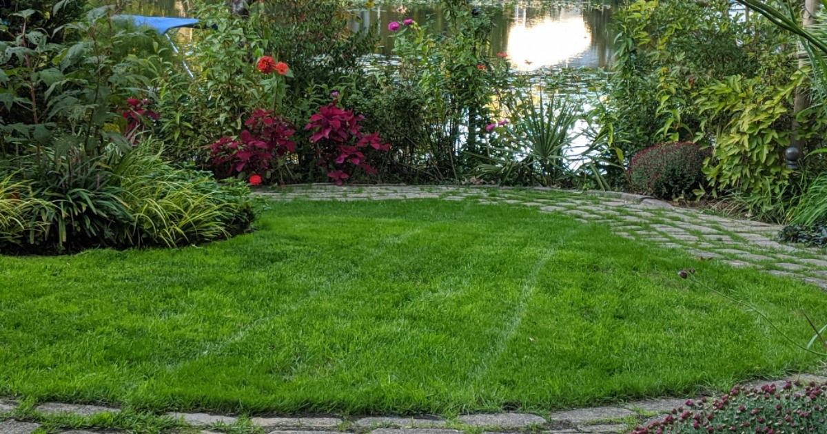 A backyard with a beautiful lawn