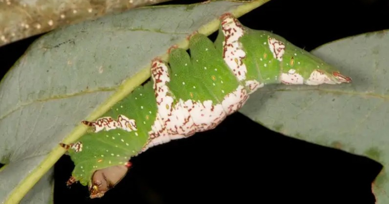 Heterocampa umbrata photo