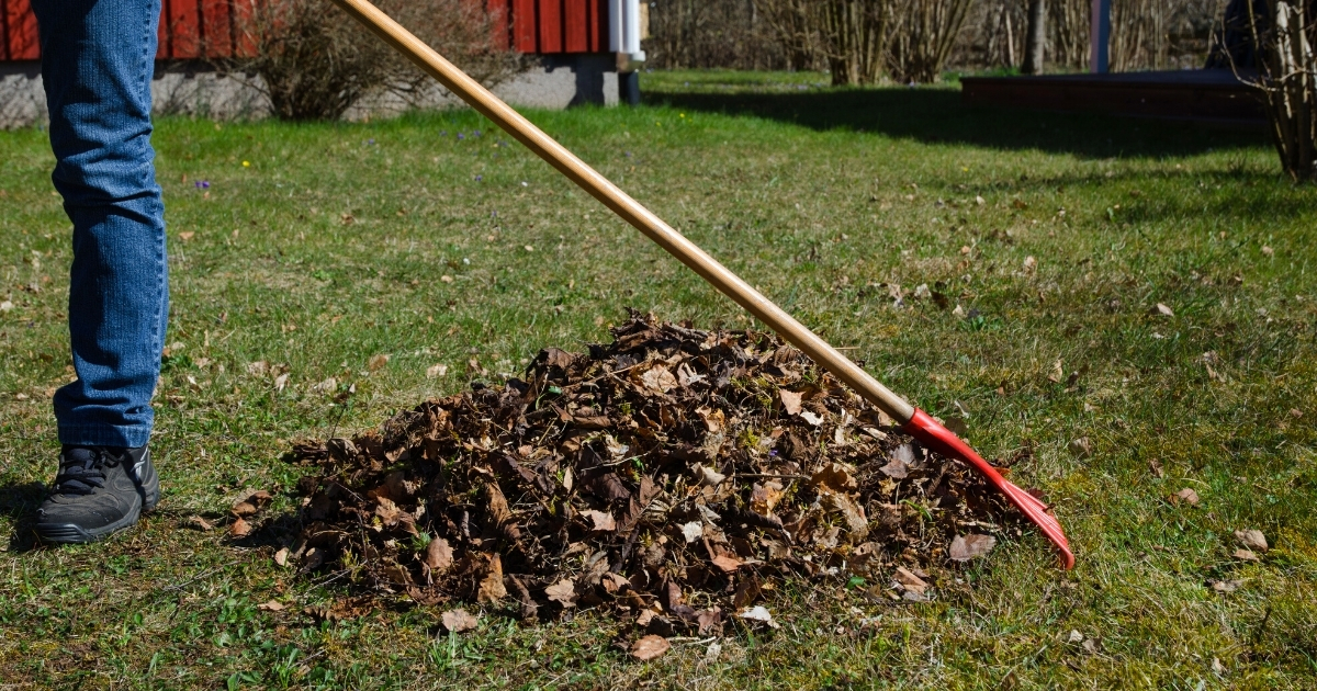 A gardener raking old leaves from fall.