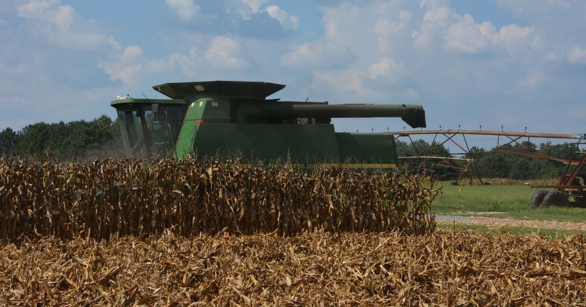 Delaware corn harvest