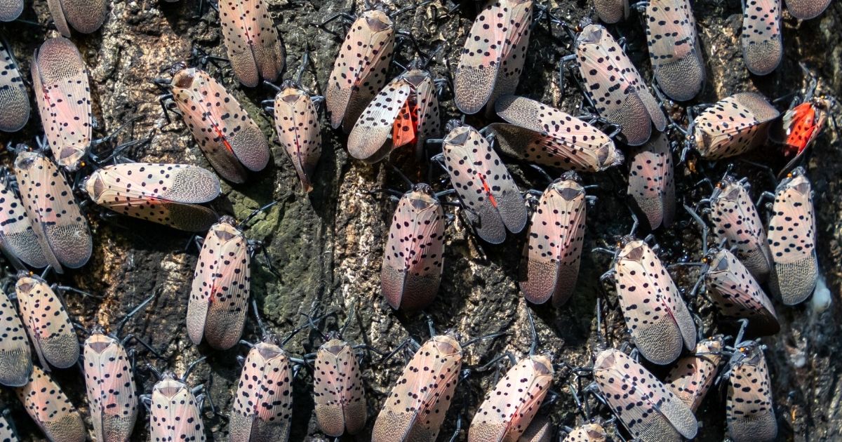 slf_homeowners_website_properties_img_extension_1200x630 Spotted lanternflies on a tree